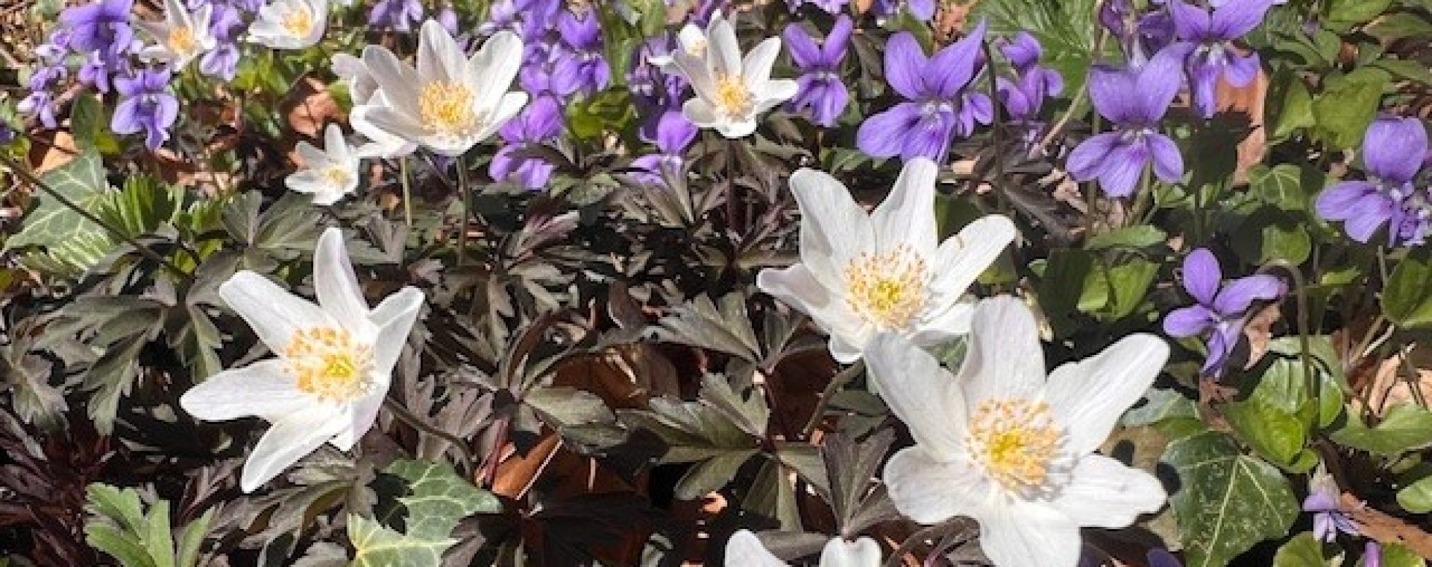 Schwäbischer Albverein | Ortsgruppe Seißen